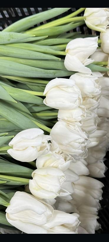 Другие комнатные растения: ОПТОМ Цикламен в горшке — комнатное цветущее растение. Описание: - — 17