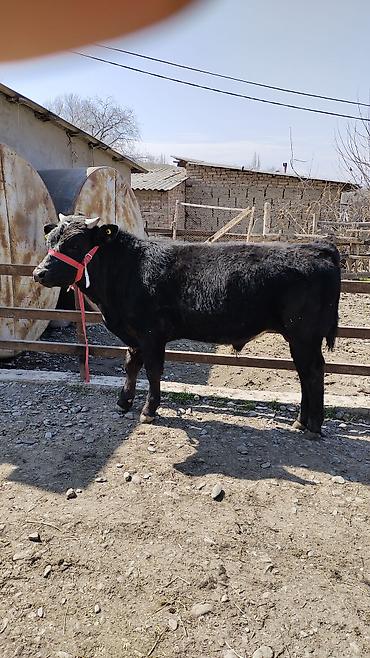 Коровы, быки: Продаю | Бык (самец) | Бельгийская | На откорм | Привязанные — 8