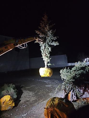 сеянцы голубой ели: Ель голубая (Picea pungens) с закрытой корневой системой в земляном — 4