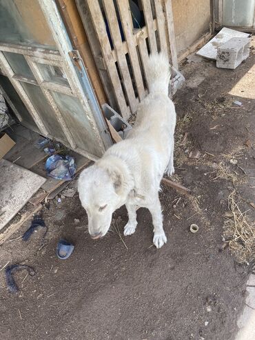 алабай туркменский: Продаю собаку Алабай девочка
