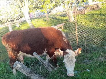 корова корова: Продаю | Корова (самка) | Герефорд