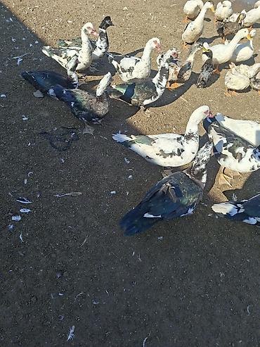 bece cuceler: Muscovy ördəkləri (hind ördəyi) – qarışıq rəngli sürü - Cins: Muscovy — 2