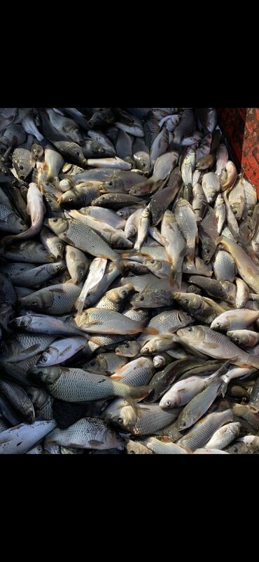 соленая рыба: Продаю малька Амура Карпа Толстолоба Есть в наличии товарный а