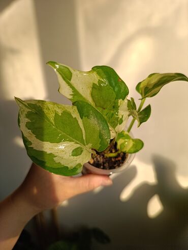 Эпипремнумы и сциндапсусы: Продаю. детки, черенки комнатных растений по 100 сом. Сциндапсус-пакет — 4