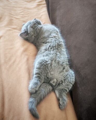 Pişiklər: Britan, Erkək — 1