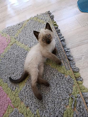 котята сиамской кошки: Котята — очаровательные малыши с разными окрасами. отдам добрые руки — 2