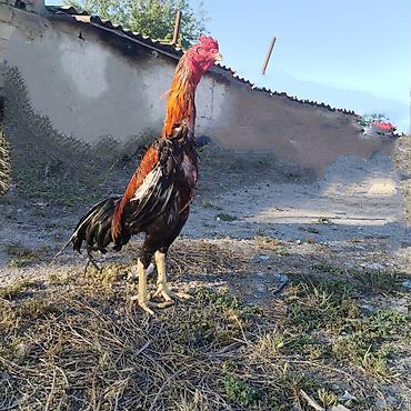 barter xoruz: Diqqətlə oxu 👉 qiymət razılaşma yoluynan Salam yaxşı qan xətti xoruz — 2