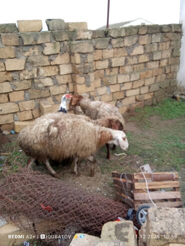 Qoyunlar, qoçlar: 3 qoyun 1 quzu satılır biri ana baladir dişi bala ilə kom 1.150 — 22