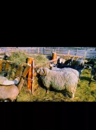 Бараны, овцы: Для с/х животных продаю. Продам остатки хороших чистых тюков клевера