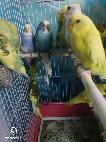 Tutuquşları: Papuqaylar 9azn Papuqay qəfəsləri 9azn Təzə qəfəslərdi 9-azn -da lalafo.az — 21 Tutuquşları: Papuqaylar 9azn Papuqay qəfəsləri 9azn Təzə qəfəslərdi 9-azn — 21