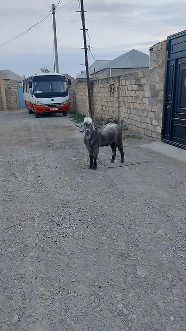 Keçilər, çəpişlər: Salam Hələb erkəydi orginal Hələbdi qarışığı qəti yoxdu damazlıq üçün — 3