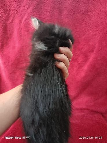 Продажа кошек: Мейн-Куны 🥰🥰🥰. Продаются котята Рысята ♥️ Чистокровные, Шикарные — 14