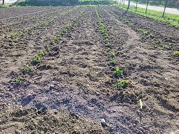 Малина: Саженцы малины. сорт полька - Сильные однолетние побеги с развитой — 10