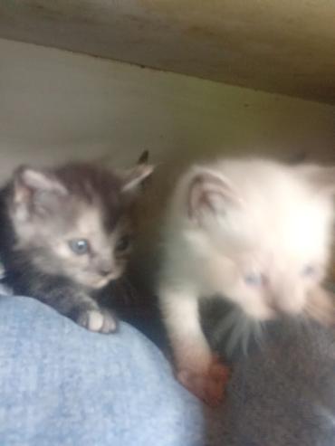 Продажа кошек: Котята с голубыми глазами - Помёт из нескольких котят: светлые — 10