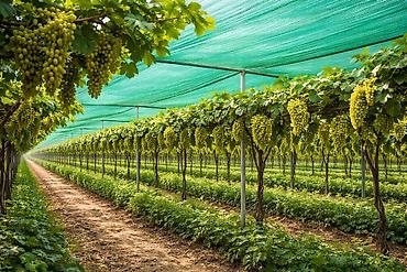 Затеняющие сетки: Затеняющие сетки, Платная доставка — 11