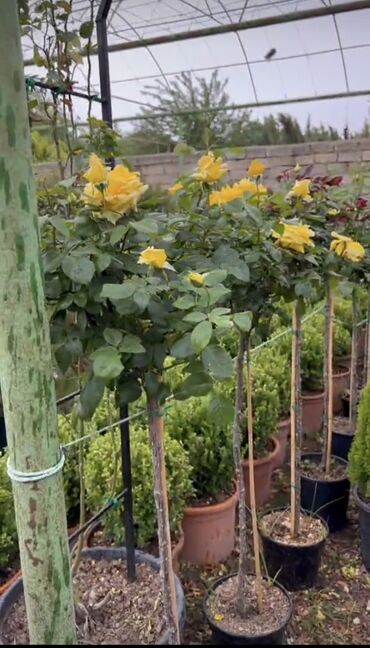 Şitillər: SAQI Gülçülük – Tərtərin ən gözəl gülləri • Öz bağımızda yetişdirilən — 4