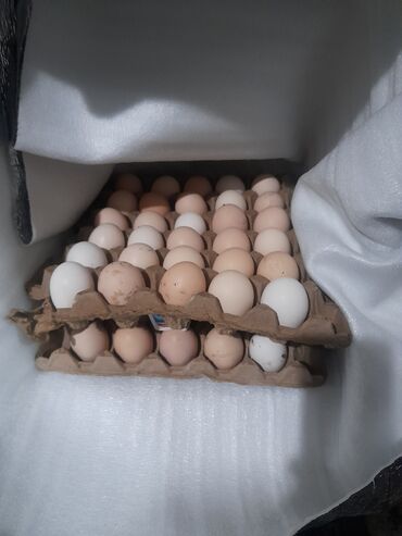 клетки для животных: Продаю яйцо Адлер инкубационый есть только званит