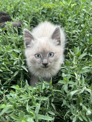 сибирская черно белая кошка: Сиамская, 2 месяца, Мальчик, Серый