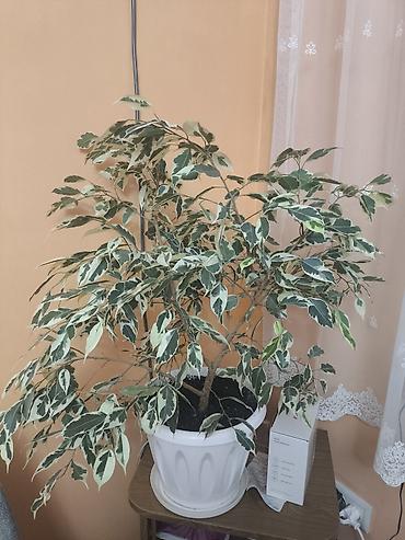 фикус бенжамин: Фикус Бенджамина вариегатный (Ficus benjamina ‘Variegata’), комнатное — 1