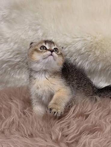 ragdoll pisik: Şotland yastı qulaq — 2
