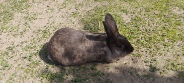 Dovşanlar: İri sort dovşanlar satilir! orta çəkili dovşanlar 15 azn, ağir çəkili -da lalafo.az — 19 Dovşanlar: İri sort dovşanlar satilir! orta çəkili dovşanlar 15 azn, ağir çəkili — 19