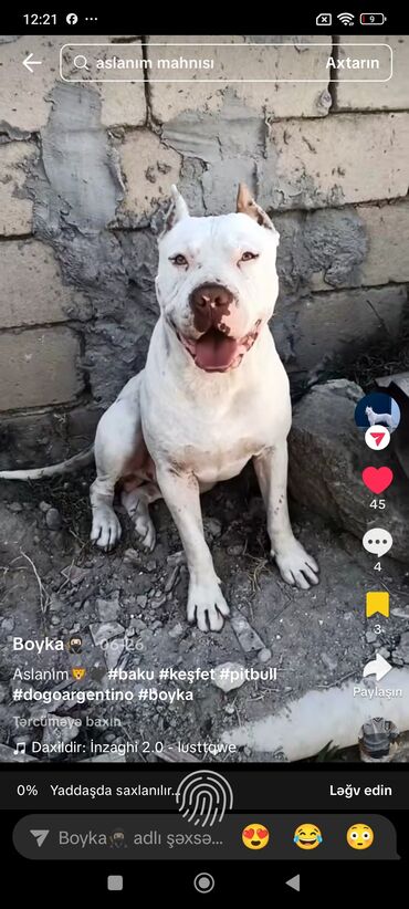 avçarka satılır: Pitbul, 1 ay, Erkek, Peyvəndli, Ünvandan götürmə