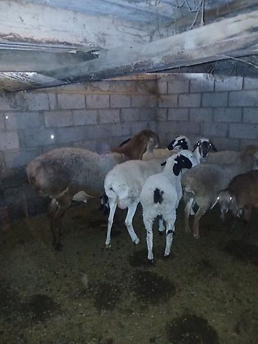 Продам с/х животных: Продаю | Баран (самец) — 3