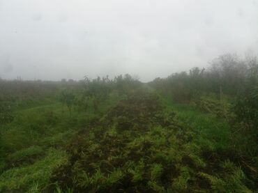 Torpaq sahələrinin satışı: 400 sot, Kənd təsərrüfatı, Maklerlər narahat etməsin — 26