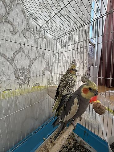 Зоотовары: Nimfa (Cockatiel) cütü və qəfəs dəsti Məhsulun təsviri: - İki ədəd — 1