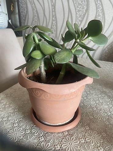 Другие растения: Qədim çini dibçəkdə “Pul ağacı” (Crassula ovata) içində 2 dənədi — 1