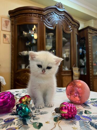 Pişiklər: Britan, Erkək, Dişi, Yaxşı əllərə, Ünvandan götürmə, Pulsuz çatdırılma, Ödənişli çatdırılma — 4