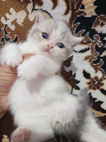 scottish fold qiyməti: Şotland, Erkək, Dişi, Ünvandan götürmə — 2