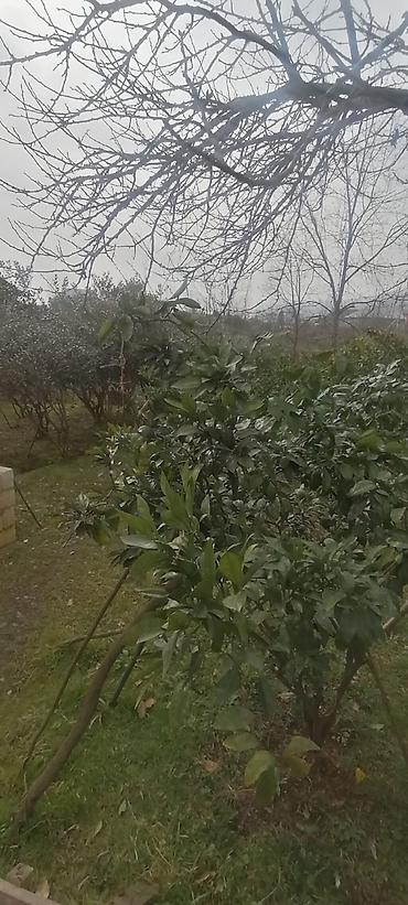 lenkeran ev: 11 sot, Tikinti, Mülkiyyətçi, Kupça (Çıxarış) — 5
