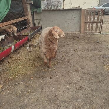Баран, овца: Продаю | Овца (самка) | Для разведения — 5