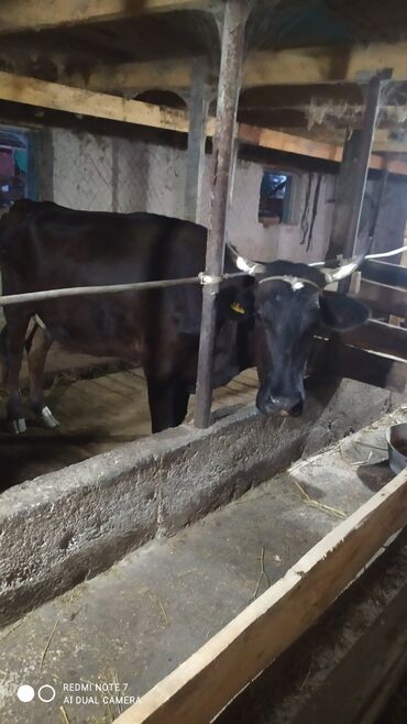 Животные: Продаю | Корова (самка) | Алатауская | Для молока