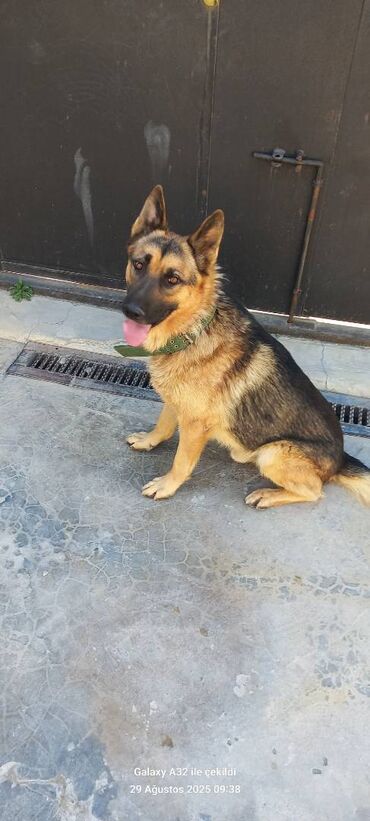 İtlər: Alman çoban iti, 11 ay, Erkek, Ünvandan götürmə, Pulsuz çatdırılma, Ödənişli çatdırılma