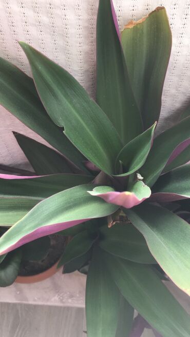 Otaq bitkiləri: Otaq bitkiləri — 2