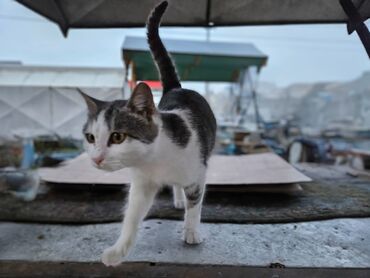 Mačke: Sivobela lepotica traži dom pre zime - Bresplatno U okolini Loznice — 4