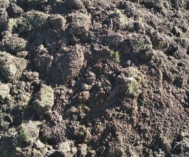 Bitki torpaqları: Qara Torpaq Peyin sifarisi.Şamaxi Ismayilli rayonlarindan istəyə uygun — 4