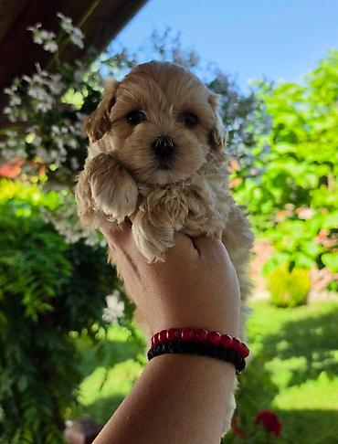 stenci maltezera: Savrseni maltipoo bebani spremni su za preuzimanje. Jako malog rasta — 5