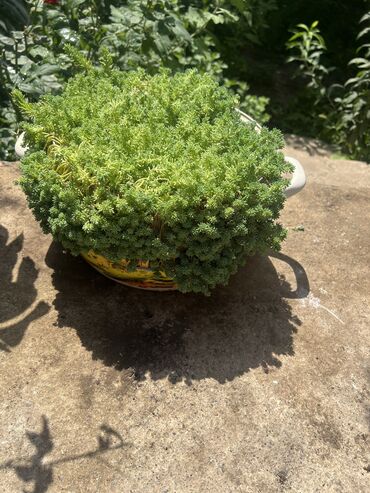 Otaq bitkiləri: Her biri ucuz kimete Gencededi catirma var size yaxin yere ancag — 10