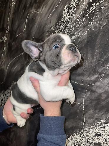 kucne kosnice: Francuski bulldog štene, jedinstven merle šare. Kompaktno, snažno — 9