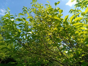 Torpaq sahələrinin satışı: 45 sot, Kənd təsərrüfatı, Mülkiyyətçi, Kupça (Çıxarış) -da lalafo.az — 2 Torpaq sahələrinin satışı: 45 sot, Kənd təsərrüfatı, Mülkiyyətçi, Kupça (Çıxarış) — 2