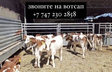 Коровы, быки: Продаю | Бык (самец), Корова (самка), Музоо, торпок | Абердин-ангус, Ангус, Аулиекольская | Для молока, На откорм, На забой | Нетель, Племенные