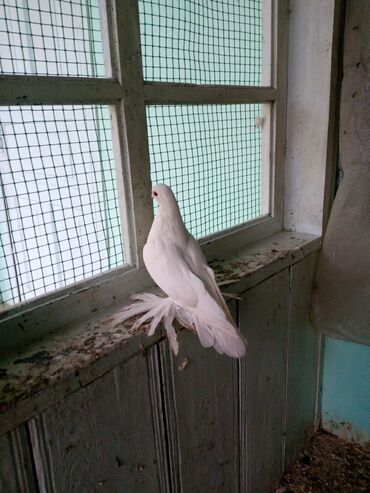 бирка для животных: Продам голубей 🕊️ дух чубы. Адрес Ноокат