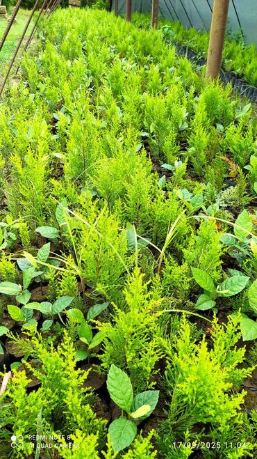 входные двери со стеклом и ковкой: Limonni yolka şitili və iriləri satışda var çox münasib qiymətlərlə