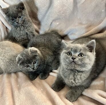 Pişiklər: Şotland yastı qulaq, Erkək, Dişi, Ödənişli çatdırılma, Ünvandan götürmə -da lalafo.az — 3 Pişiklər: Şotland yastı qulaq, Erkək, Dişi, Ödənişli çatdırılma, Ünvandan götürmə — 3