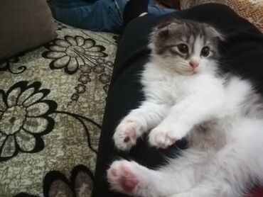 шотландская вислоухая кошка: Мать шотланка вислоухая, отец сибирской породы