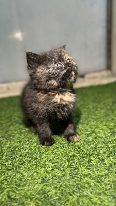 кошки собаки: Отдадим котят в хорошие руки, 1,5 месяца две девочки