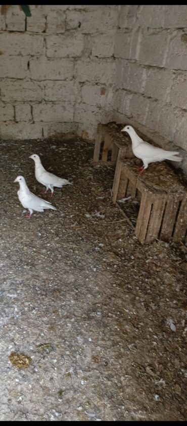 Göyərçinlər: Ağ rəngli ev göyərçinləri - Rəng: əsasən tam ağ, bəzilərində qara ağ — 2